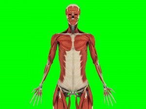Human Anatomy 3D 模型