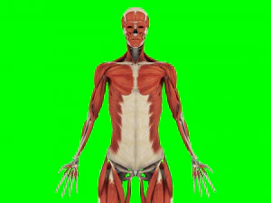 Human Anatomy 3D Model