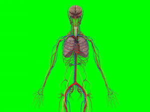 Human Anatomy 3D 模型