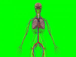 Human Anatomy 3D Model