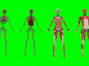 Human Anatomy 3D 模型