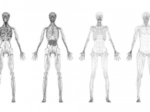Human Anatomy 3D 模型