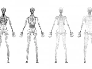 Human Anatomy 3D Model