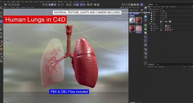 Respiratory System - Human Lungs Modelo 3D .c4d .max .obj .3ds .fbx .stl .blend 