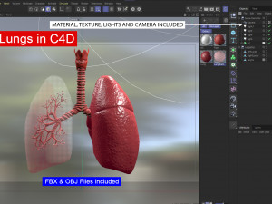 Respiratory System - Human Lungs 3D Model