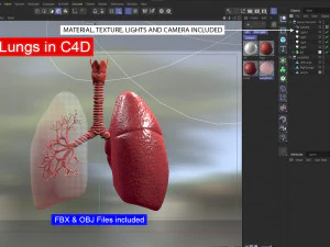 호흡기 시스템 - 인간의 폐 3D 모델