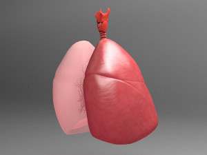 Respiratory System - Human Lungs Modelo 3D