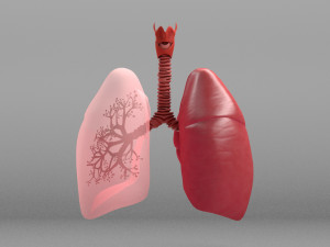 Respiratory System - Human Lungs Modelo 3D
