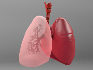 Respiratory System - Human Lungs Modelo 3D