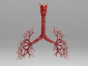 Respiratory System - Human Lungs Modelo 3D