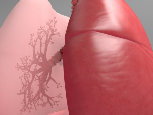 Respiratory System - Human Lungs Modelo 3D