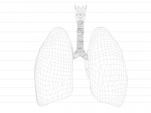 Respiratory System - Human Lungs Modelo 3D