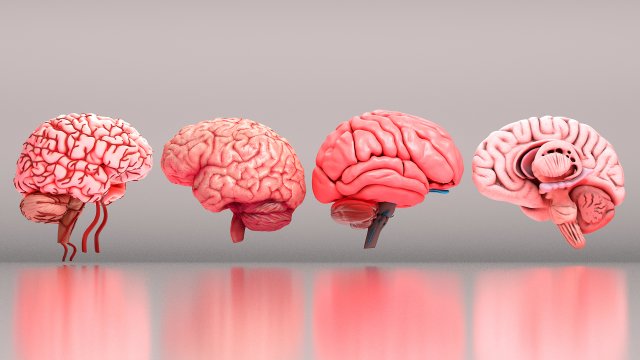 Human Brain 3D Model .c4d .max .obj .3ds .fbx .stl .blend 