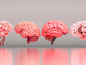 Human Brain 3D Model