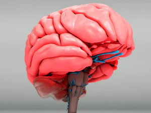 Cervello umano Modello 3D