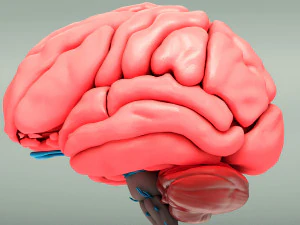 Cervello umano Modello 3D