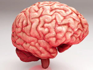 Cervello umano Modello 3D