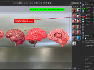Cervello umano Modello 3D