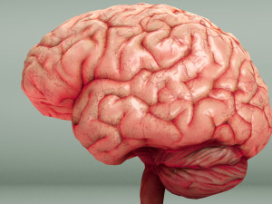 Human Brain 3D Model
