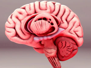 Cervello umano Modello 3D