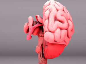 Human Brain 3D Model