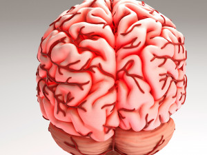 Human Brain 3D Model