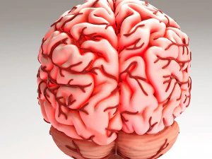 Cervello umano Modello 3D