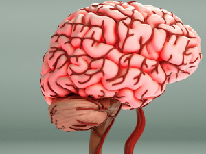 Human Brain 3D Model