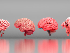 Human Brain 3D Model