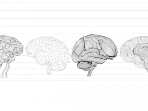 Cervello umano Modello 3D