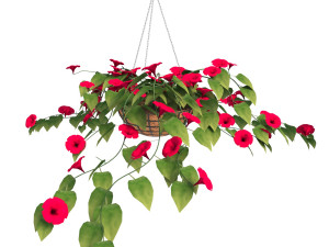 flower petunia Modello 3D