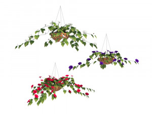 flower petunia Model 3D