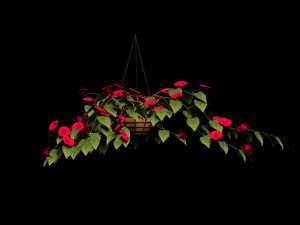 flower petunia Model 3D