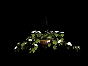 flower petunia Model 3D