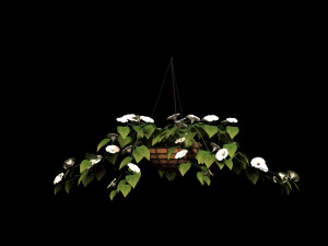 flower petunia 3D Model