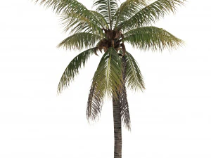 кокосовая пальма 01 &mdash; магазин Visualworks &mdash; Vray и Corona 3D Модель