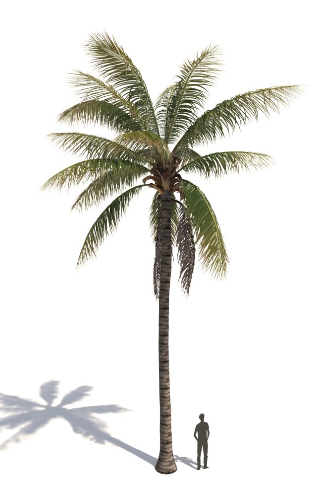 coconut tree 02 - visualworks store - vray and corona 3D Model .c4d .max .obj .3ds .fbx .stl .blend 