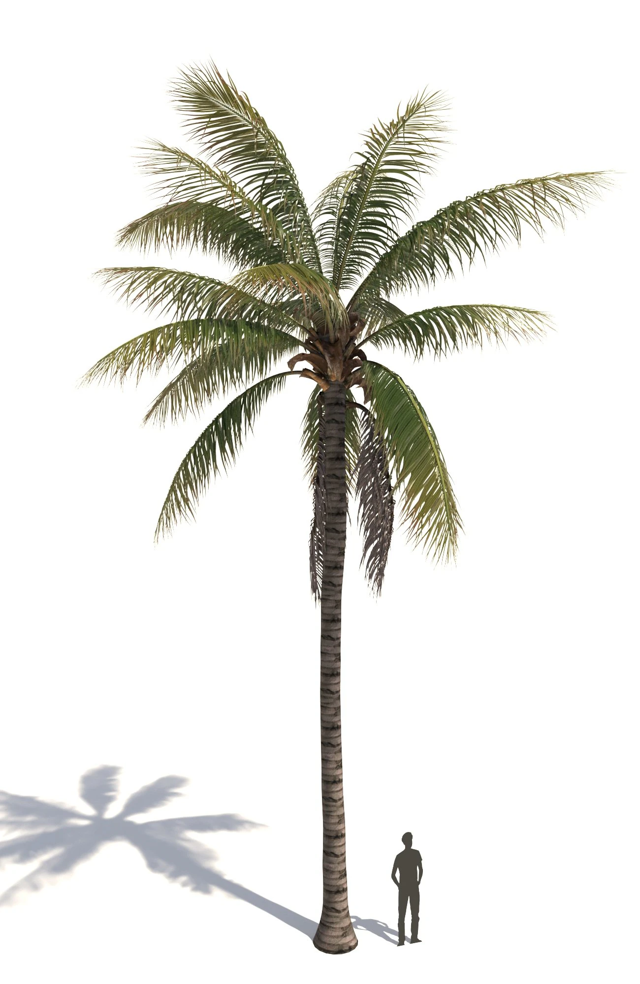 coconut tree 02 - visualworks store - vray and corona 3D Model .c4d .max .obj .3ds .fbx .stl .blend