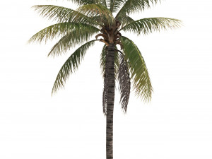 coconut tree 02 - visualworks store - vray and corona 3D-Modell
