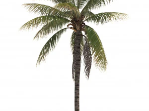 кокосовая пальма 02 &mdash; магазин Visualworks &mdash; Vray и Corona 3D Модель