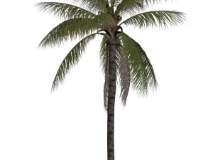 coconut tree 02 - visualworks store - vray and corona 3D Model