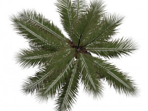 coconut tree 02 - visualworks store - vray and corona 3D Model