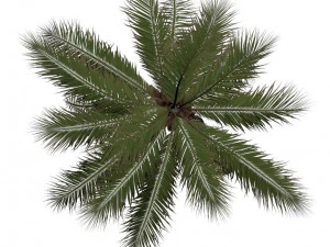 coconut tree 02 - visualworks store - vray and corona 3D Model
