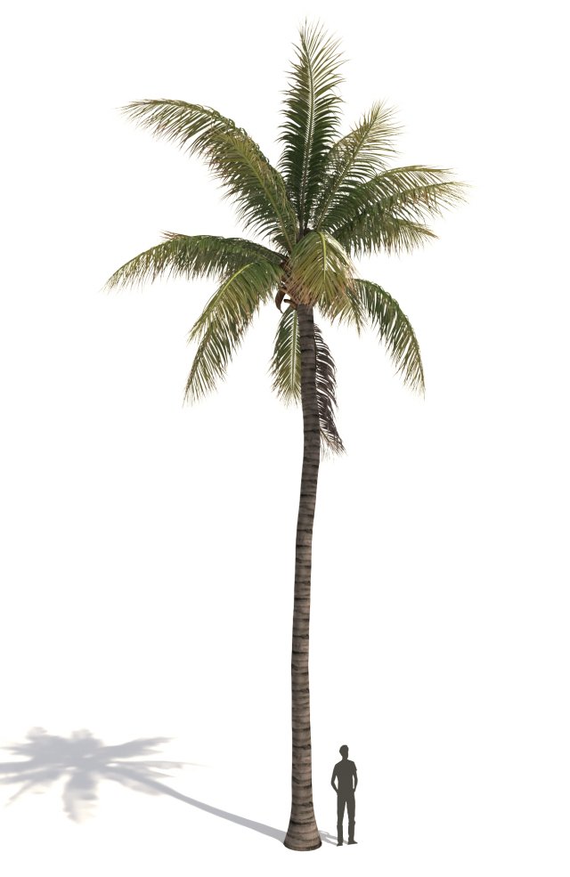 coconut tree 03 - visualworks store - vray and corona Modelo 3D .c4d .max .obj .3ds .fbx .stl .blend 