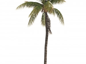 coconut tree 03 - visualworks store - vray and corona 3D Модель