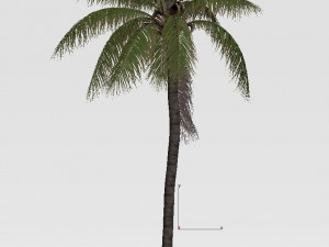 coconut tree 03 - visualworks store - vray and corona Modelo 3D