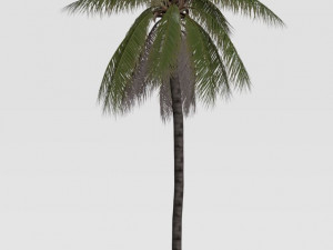 coconut tree 04 - visualworks store - vray and corona 3D Model