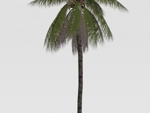 coconut tree 04 - visualworks store - vray and corona 3D Model