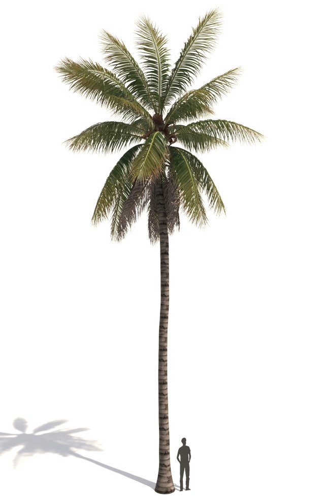 coconut tree 04 - visualworks store - vray and corona 3D Model .c4d .max .obj .3ds .fbx .stl .blend 
