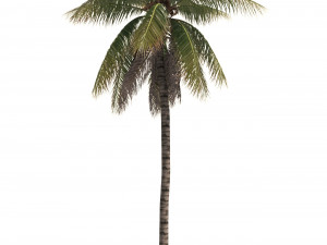 coconut tree 04 - visualworks store - vray and corona 3D Модель